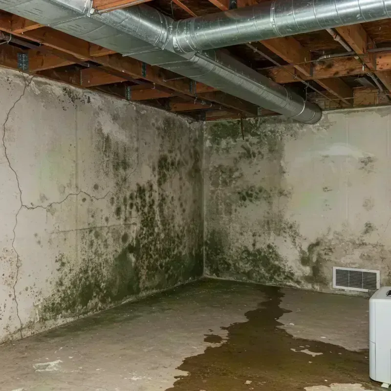 Professional Mold Removal in Silverthorne, CO